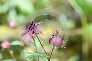 Marsh cinquefoil Comarum palustre strawberry-like flowers and bud