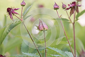 Marsh cinquefoil Comarum palustre, strawberry-like flowers and buds