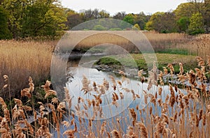 Marsh Colors