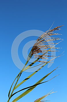 Marsh cordgrass stalk photo