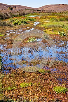 Marsh covered in vegetation, Coyote Hills Regional Park, East San Francisco Bay Area, Fremont, California