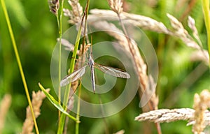 Marsh Crane fly Tipula oleracea