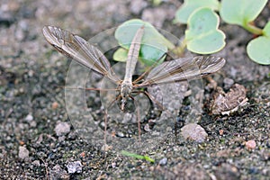 The marsh crane fly Tipula oleracea from family Tipulidae. It is pest in soil of many crops.