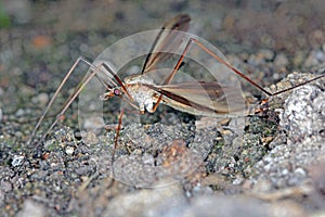 The marsh crane fly Tipula oleracea from family Tipulidae. It is pest in soil of many crops.