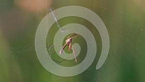 Marsh Crane Fly /Tipula oleracea/ hit the spiderweb