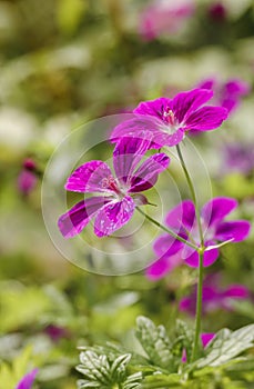 Marsh Cranesbill flowers