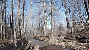 Marsh creek by spring