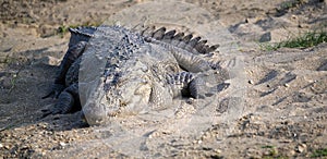 Marsh Crocodile