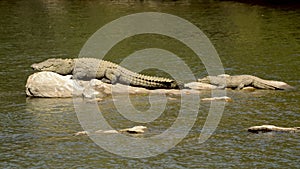 Marsh Crocodile with a baby basking on a river rock