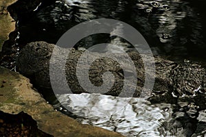 Marsh crocodile(Crocodylus palustris) relaxing in water.