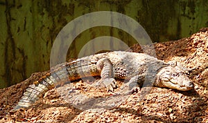 Marsh Crocodile lying on Ground in Sunlight