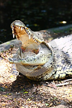 Marsh Crocodile with Mouth wide Open