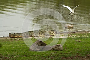 Marsh crocodile or mugger crocodile or broad snouted crocodile attacking on egret at rajbagh lake of ranthambore national park or