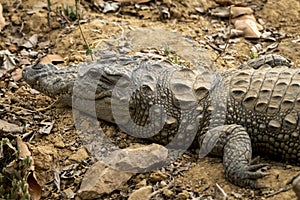 Marsh crocodile or mugger crocodile or broad snouted crocodile portrait basking out of water at ranthambore national park forest