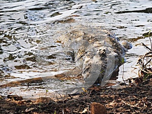 Marsh crocodile on the shore of lake tadoba in india