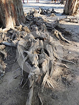 Marsh cypress roots close-up â„–2.