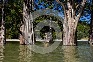 Marsh cypresses on the lake