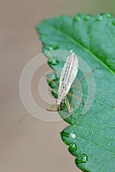 Marsh Damsel Bug, Nabis limbatus photo