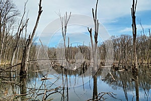 Marsh with Dead Trees