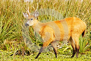 Marsh Deer (Blastocerus dichotomus)