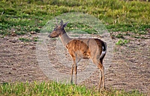 A marsh deer Blastocerus dichotomus in Pantanal, Brazil. photo