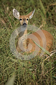 Marsh deer, Blastocerus dichotomus photo