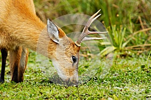 Marsh Deer eating