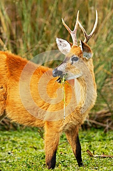 Marsh Deer eating