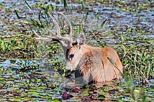 Marsh deer in Esteros del Ibera