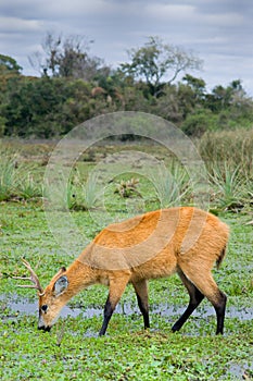 Marsh Deer in Esteros del Ibera photo