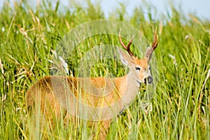 Marsh deer, Ibera, Argentina.