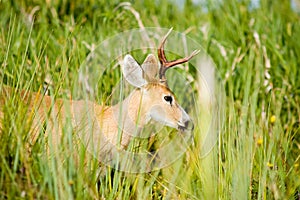 Marsh deer, Ibera, Argentina.