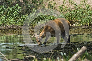 Marsh deer, pantanal Brazil