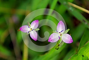Marsh dewflower, Murdannia keisak photo