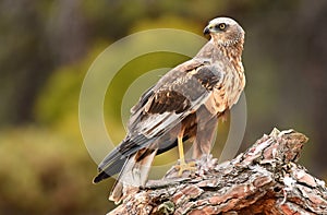 marsh eagle photo