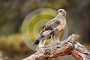 Marsh eagle watches from its perch in the forest