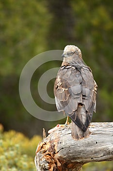 Marsh eagle watches from its perch in the forest