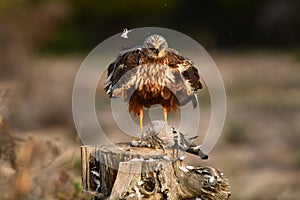 Eagle watches from its perch in the forest with a prey