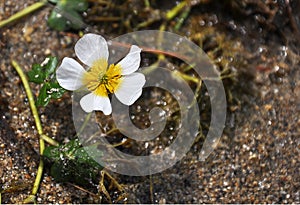 Marsh Flower Bloom