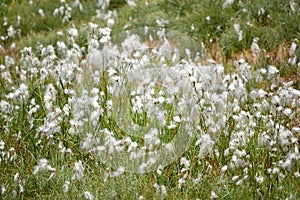 Marsh flowers