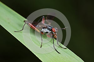 A marsh fly on a blade of grass