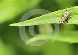 Marsh Fly (Tetanocera)