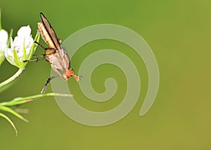 Marsh Fly (Tetanocera)