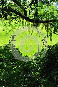 Marsh framed with live oak Spanish moss, vertical orientation