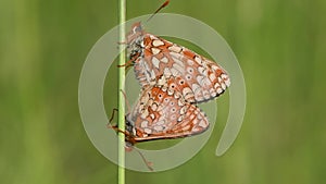 Marsh fritillaries Euphydryas aurinia in cop