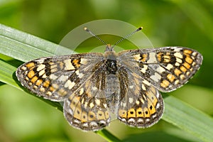 Marsh Fritillary