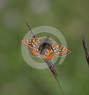 Marsh Fritillary