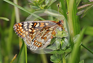 Marsh Fritillary Butterfly