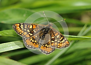 Marsh Fritillary Butterfly