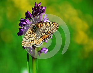 Marsh fritillary butterfly caterpillar